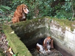 dog_protects_buddy