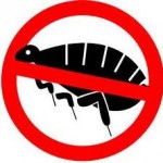 Get Rid of Fleas on Dogs