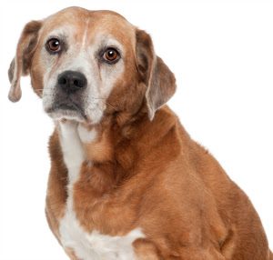 Dog DNA Test