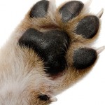 puppypaw