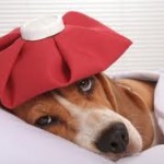 sickdog