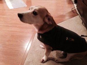 Troy had a dog DNA test done!