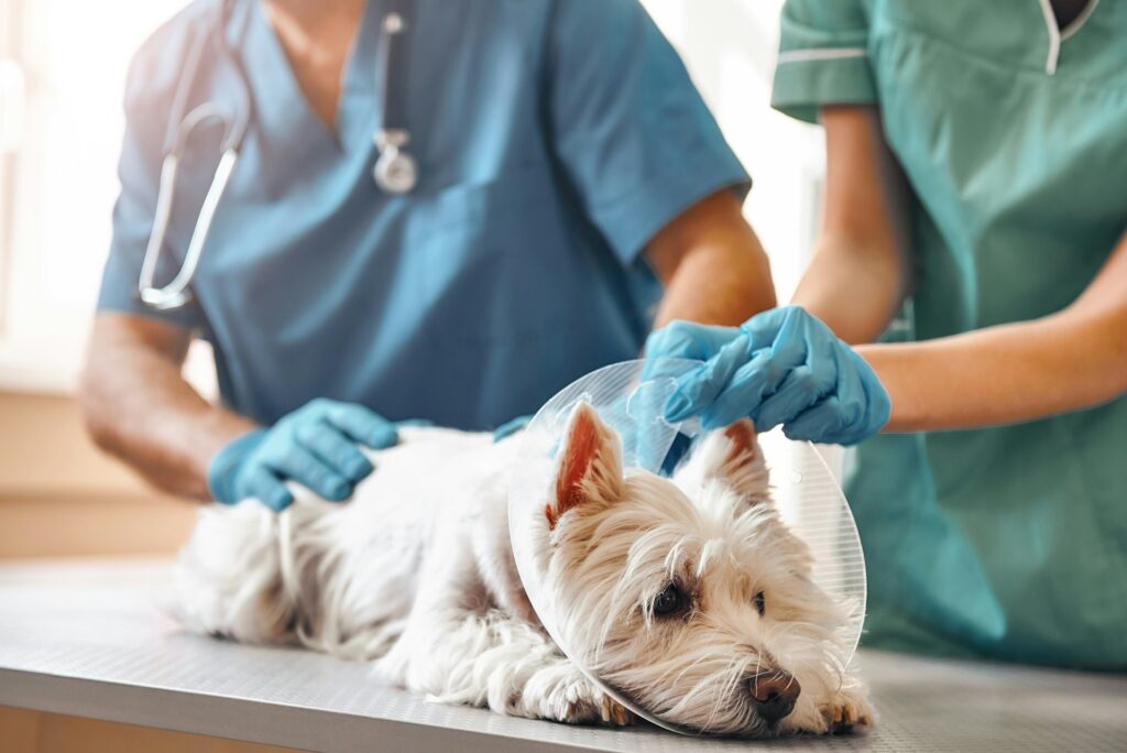 Allergies In Dogs | Skin Allergies in Dogs