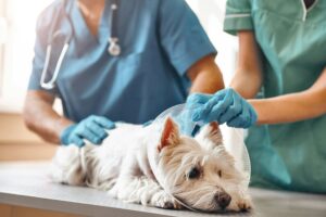 Allergies In Dogs | Skin Allergies in Dogs