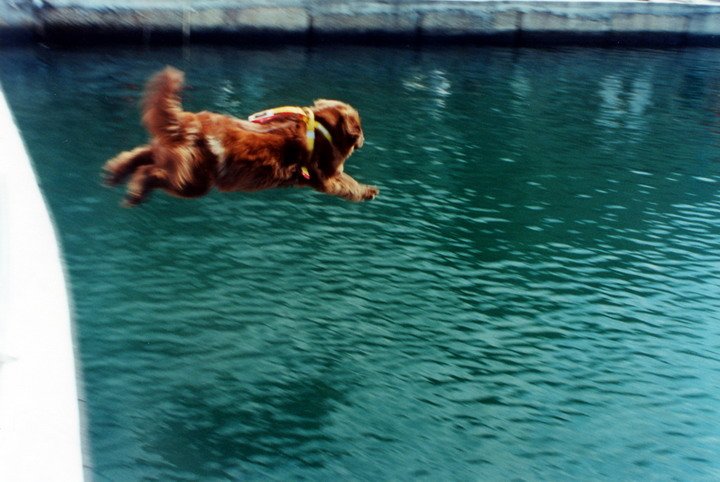 Lifeguard Dogs