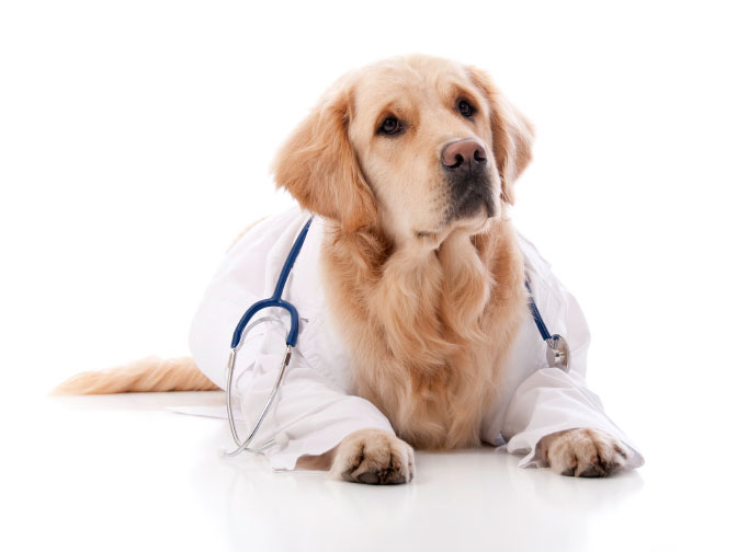 WebMD For Dogs