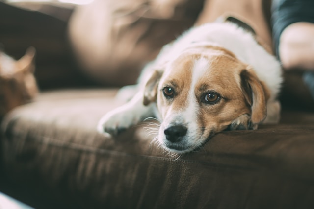 Dog Separation Anxiety