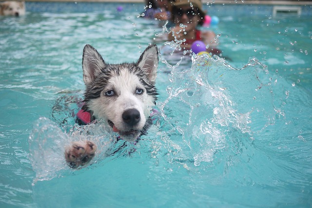 How To Keep Your Dog Cool In Hot Weather