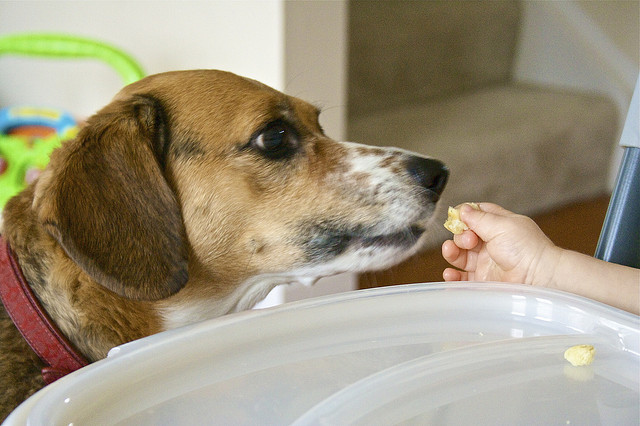Foods That Are Safe For Dogs