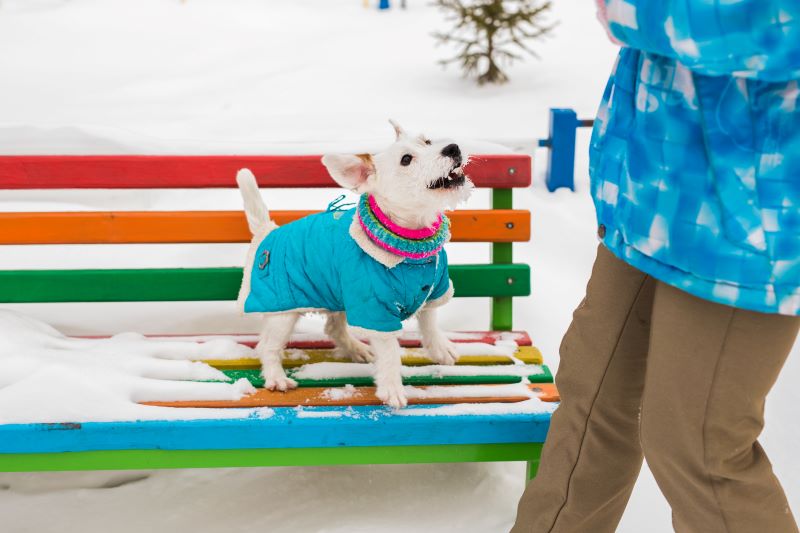 How To Keep A Dog Warm In Winter
