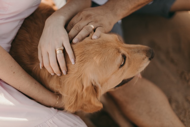 Is it safe to give your dog Tylenol?