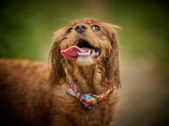 best online dog training