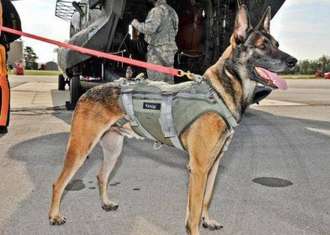hero hound