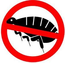 Get Rid of Fleas on Dogs