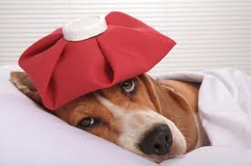 dog has diarrhea