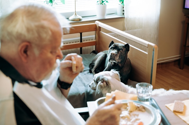Thanksgiving Foods Dogs Can Eat