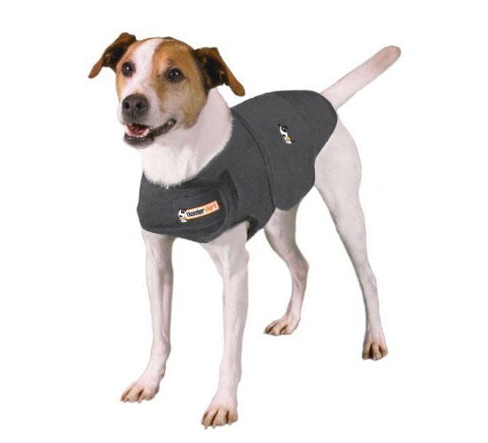 Is Your Dog Afraid of Thunder?