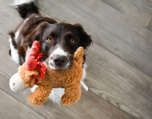 Why Does My Dog Bring Me Toys?