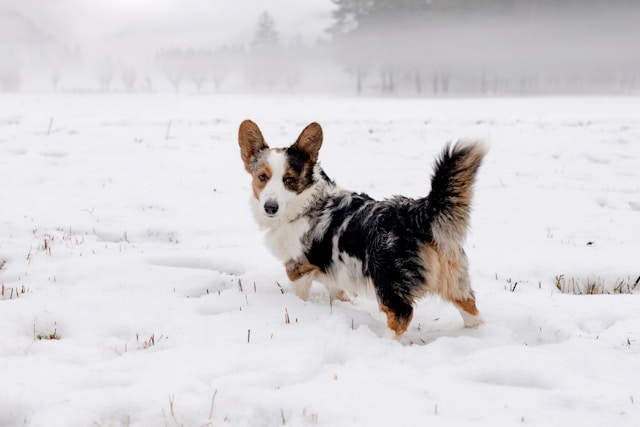 Winter Dog Paw Care